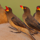 Illustration for article titled Nature's Dark Side: Symbiotic Relationships Can Produce Vampire Birds